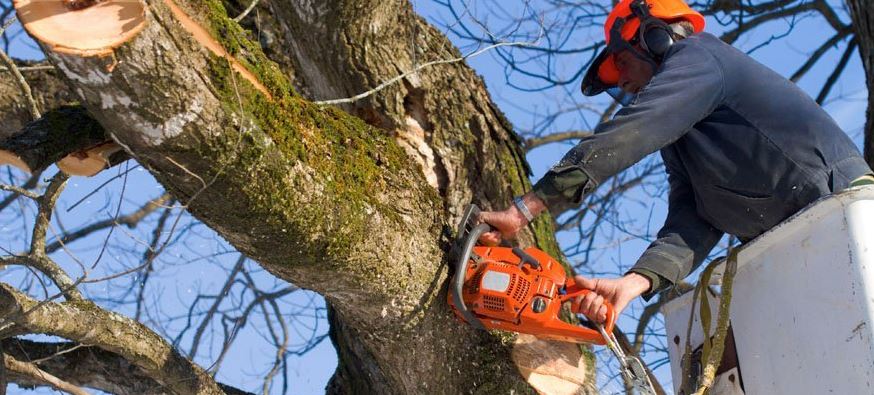 tree removal services