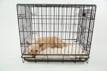 dog cage