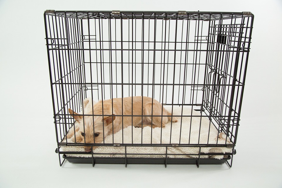 Tips for Choosing the Right Dog Cage post thumbnail image