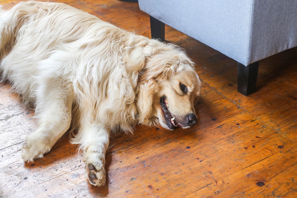 dog