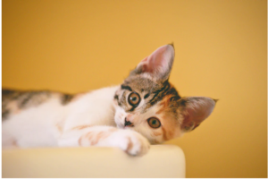 remove allergens from pets