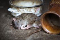 rat