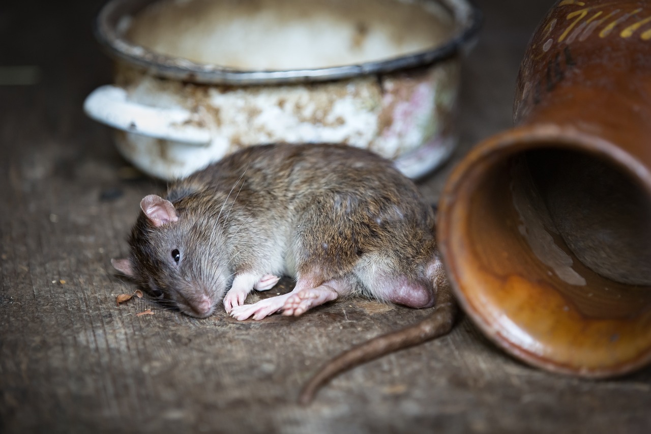 Blunders Homeowners Make When Dealing With Pests post thumbnail image