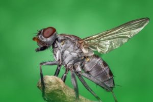 fly