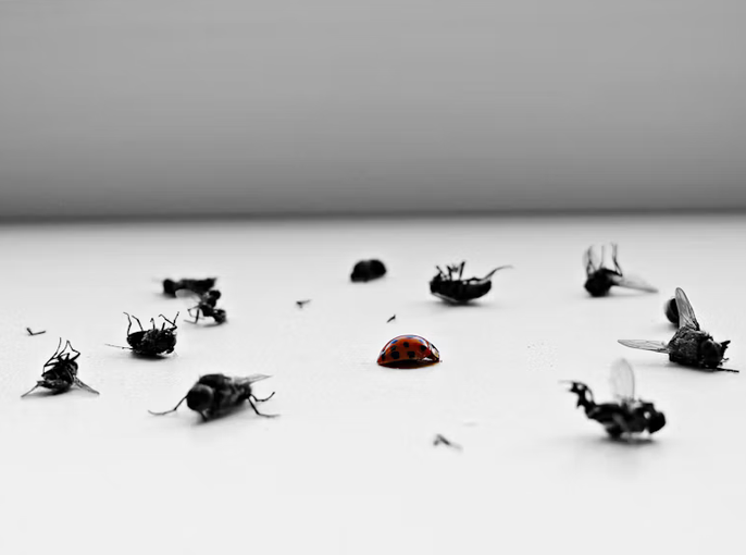 bugs and pests